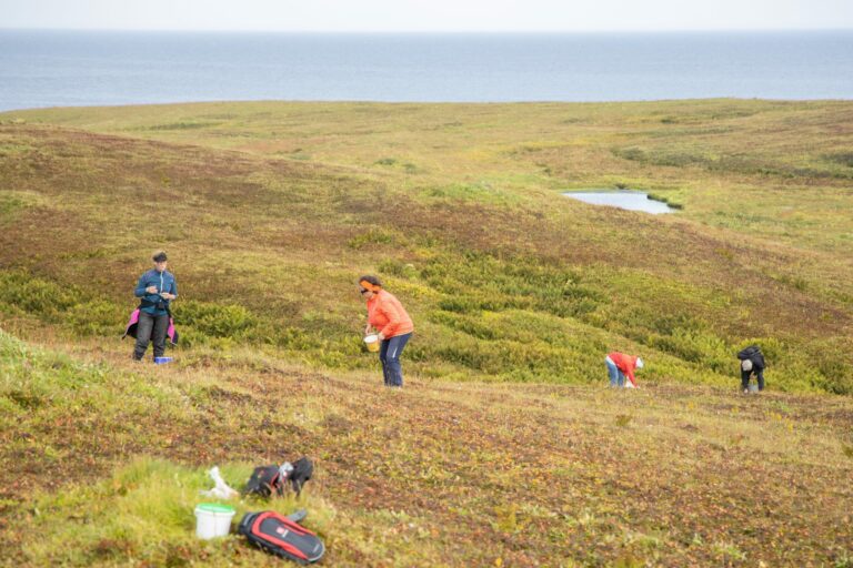 Kommandanten sier det er godt med multer på Reinøya nå. Arkivfoto: Østhavet.