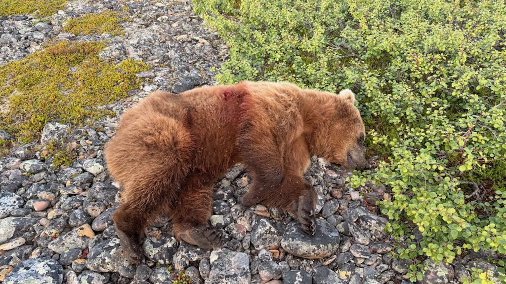 Ungdyret som tok livet av åtte søyer ved Kramvik er her lagt i bakken av jaktlaget. Dyret ble senere flådd. Foto: Vardø kommune.