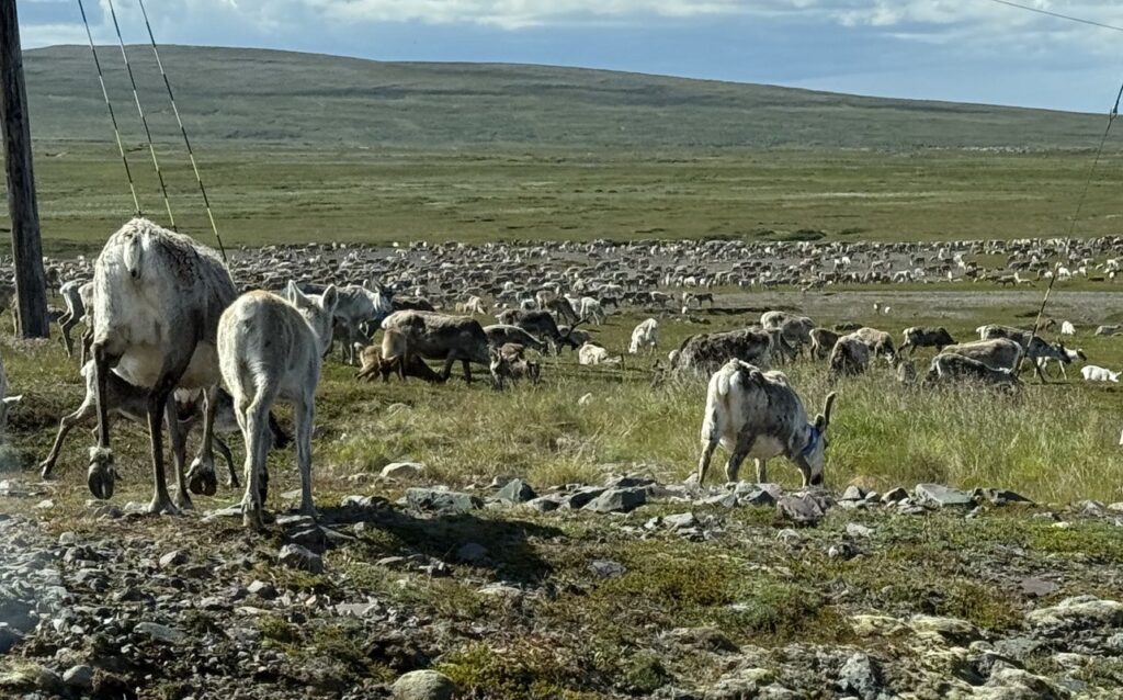Det er for tiden mange reinsdyr på landet i Vardø. Foto: Anastasiia Frolova.