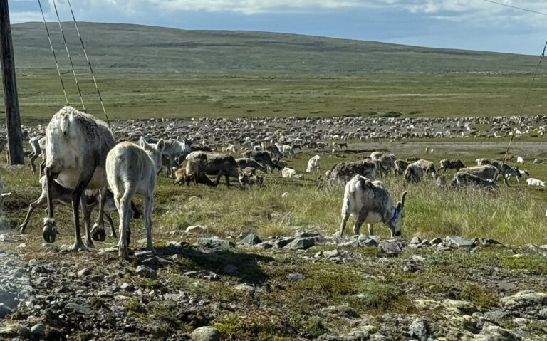 Det er for tiden mange reinsdyr på landet i Vardø. Foto: Anastasiia Frolova.