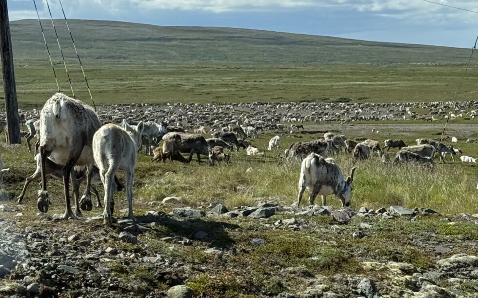Det er for tiden mange reinsdyr på landet i Vardø. Foto: Anastasiia Frolova.